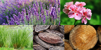 aromatic-fougere