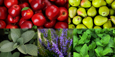 aromatic-fruity