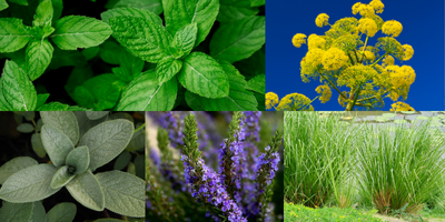 aromatic-green