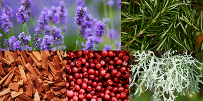 aromatic-oriental