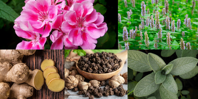 aromatic-spicy