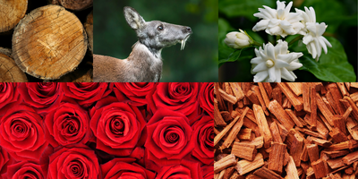 floral-woody-musk