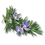 herbal