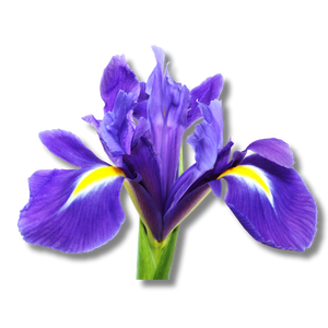 iris