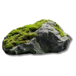 mossy