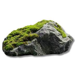 mossy