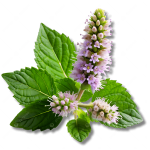 patchouli