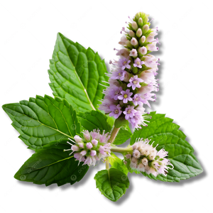 patchouli