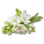 tuberose