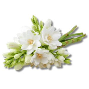 tuberose