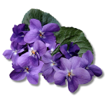 violet