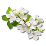 white-floral
