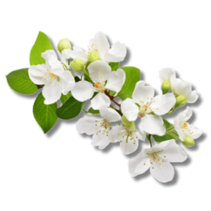 white-floral