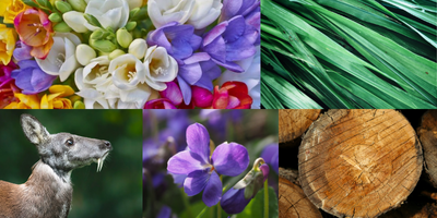 woody-floral-musk
