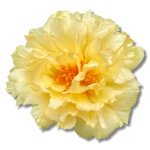 yellow-floral