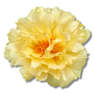 yellow-floral
