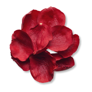 canh-hoa-hong-rose-petals