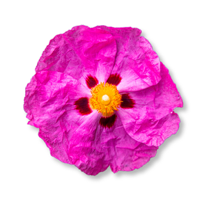 cistus-tay-ban-nha-cistus-spain-absolute