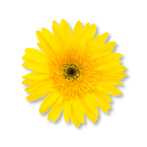 cuc-vang-golden-daisy