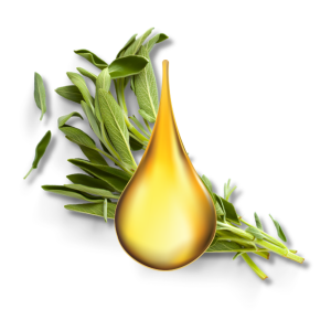 dau-cay-xo-thom-sage-oil