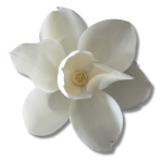 Hoa cỏ