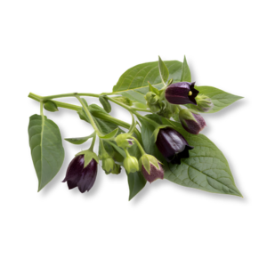 hoa-belladonna-belladonna-flower