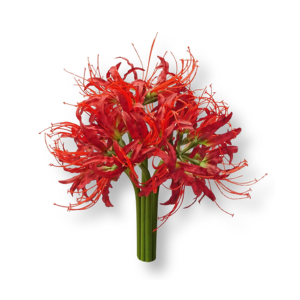 hoa-bi-ngan-red-spider-lily