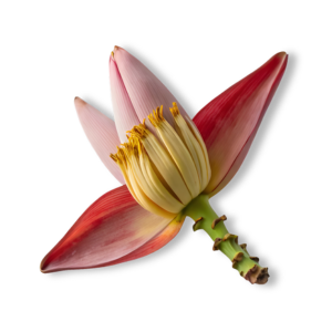 hoa-chuoi-banana-blossom