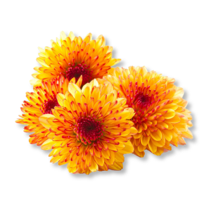 hoa-cuc-chrysanthemum