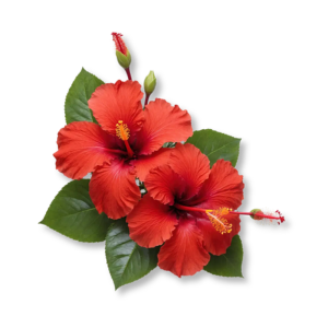 hoa-dam-but-hibiscus