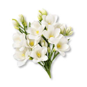 hoa-freesia-freesia