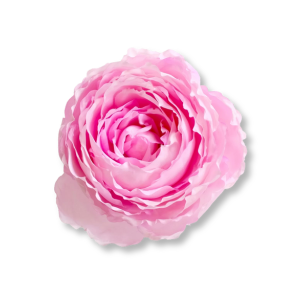 hoa-hong-centifolia-centifolia-rose