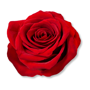 hoa-hong-dan-mach-danish-rose