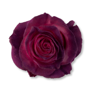 hoa-hong-nhung-velvet-rose