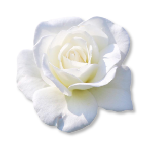 hoa-hong-trang-white-rose