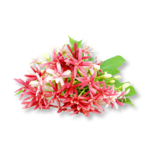 hoa-kim-ngan-rangoon-creeper