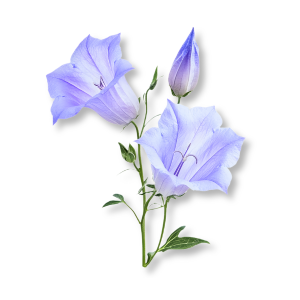 hoa-lan-chuong-bellflower