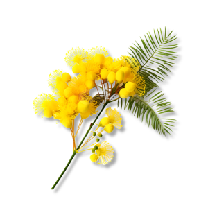 hoa-mimosa-mimosa-flower