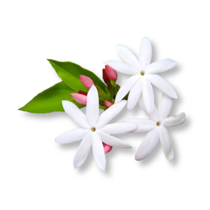 hoa-nhai-ai-cap-egyptian-jasmine