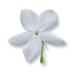 hoa-nhai-grandiflorum-grandiflorum-jasmine