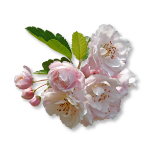 hoa-tao-apple-blossom