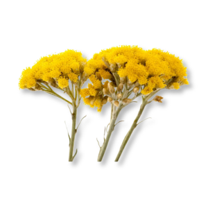 hoa-vinh-cuu-immortelle