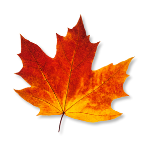 la-phong-maple-leaf