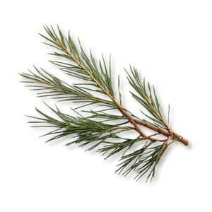 la-thong-pine-needle