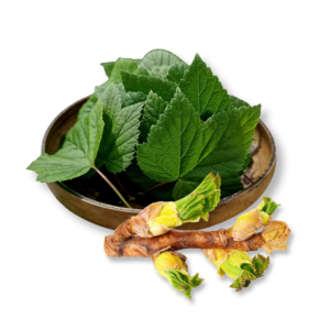 la-va-nu-hoa-ly-chua-blackcurrant-leaf-and-bud