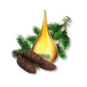 linh-sam-siberian-siberian-fir