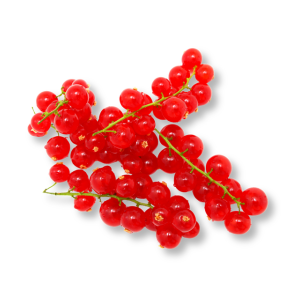 qua-ly-chua-do-red-currant