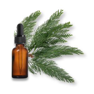 tinh-dau-cay-bach-cypress-oil