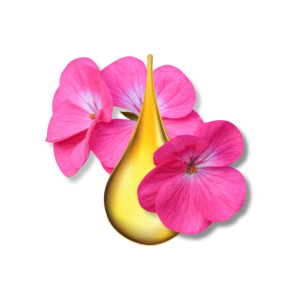 tinh-dau-phong-lu-geranium-oil