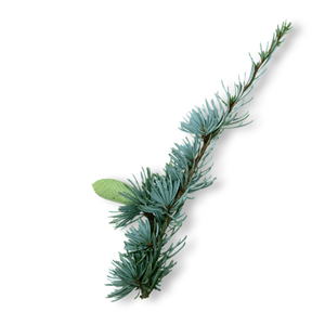 tuyet-tung-atlas-atlas-cedar